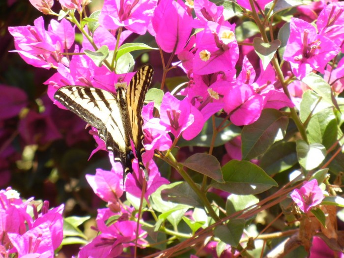 swallowtail